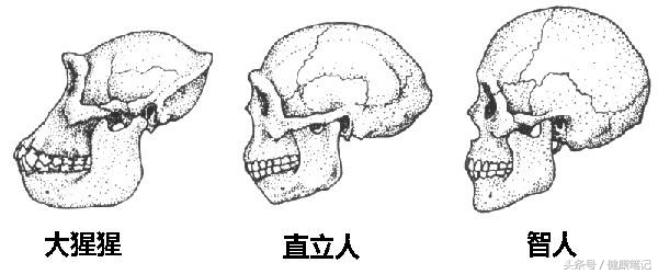 智齿长歪能不能矫正,智齿长歪了疼需要用什么牙膏