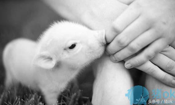 仔猪黄白痢是怎么引起的,仔猪红痢白痢