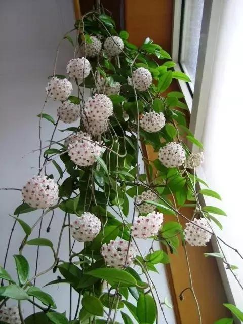 秋天花卉浇水的方法,秋天兰花养护技巧