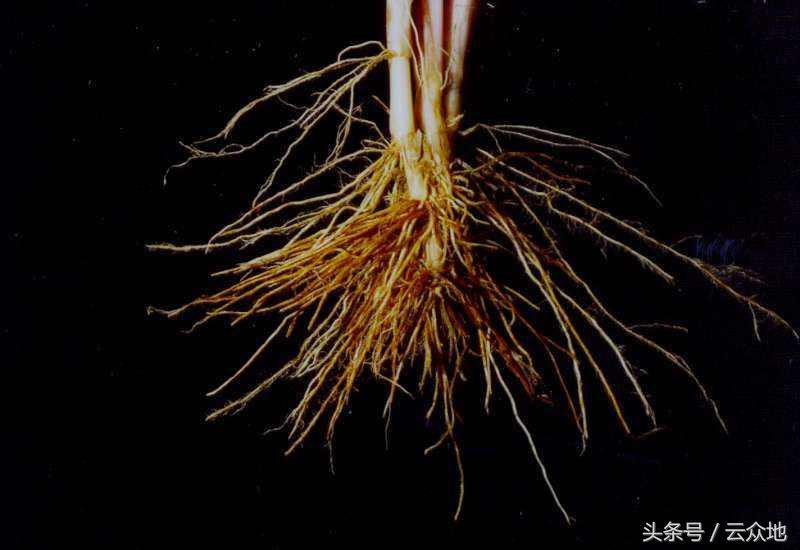 水稻产生黑根的原因是什么,水稻黑粒怎么治疗最好