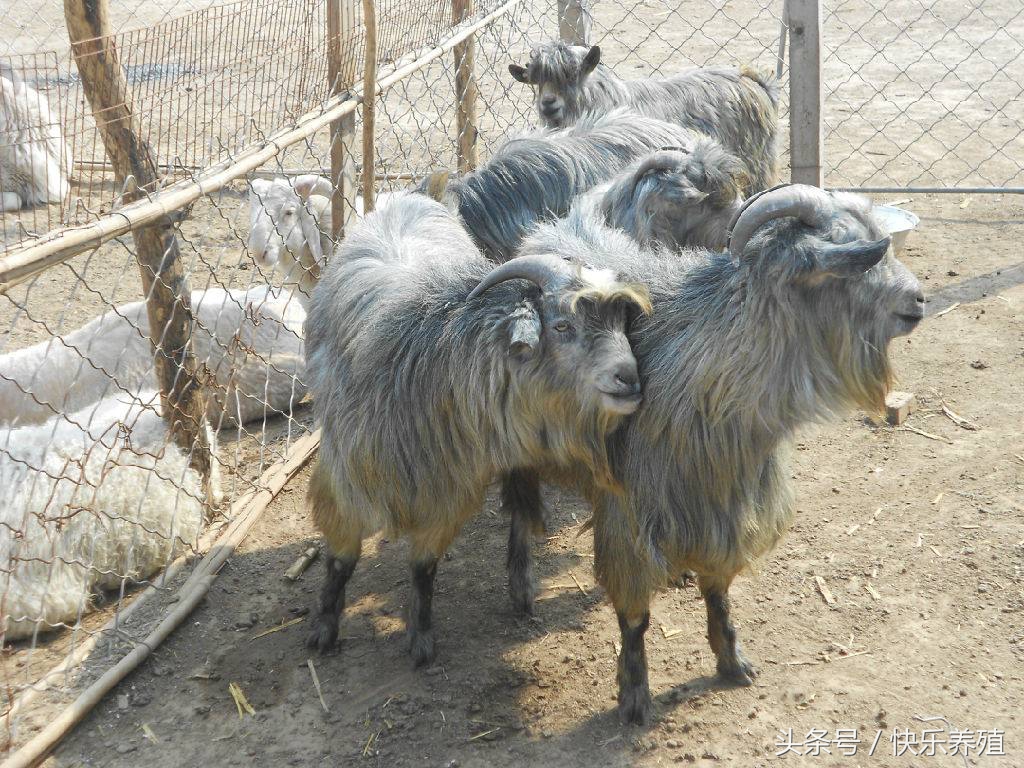 宠物羊怎么养殖,宠物羊养殖技术