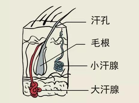 地铁上美女散发“狐臭”差点窒息没法忍怎办？腋臭会遗传要分手吗