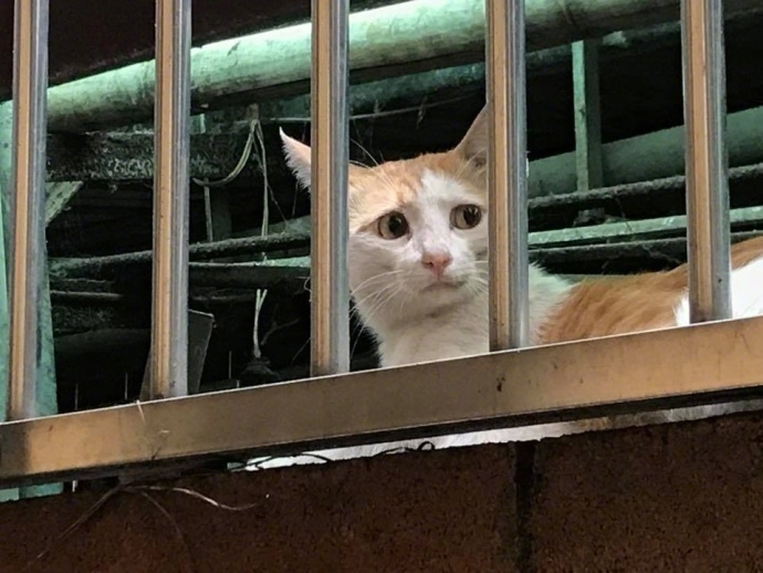 你试过给猫敷面膜吗？我跟你说它会变成一个美人儿