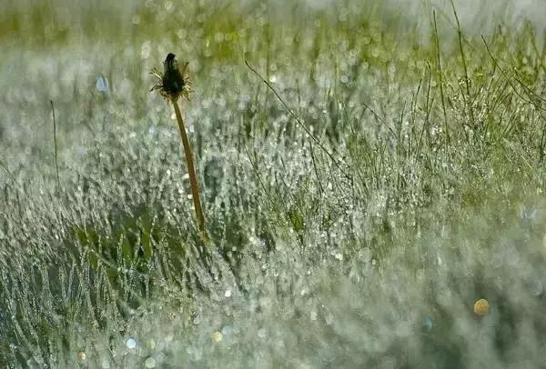 蒹葭苍苍白露为霜天冷莫忘添衣,蒹葭苍苍白露为霜何日归故乡