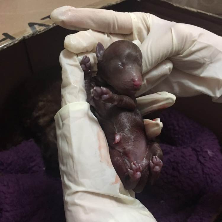 怀孕的泰迪拉软便,怀孕的泰迪又拉又吐