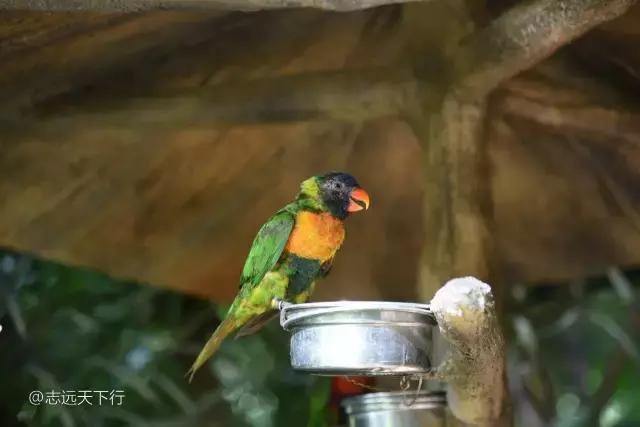 三亚合适小朋友玩的景区,三亚儿童旅游