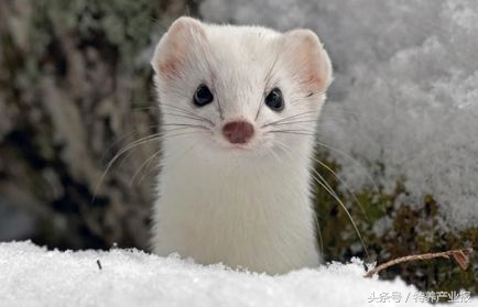 重大动物疾病防控措施,秋冬季重大动物疫病防控工作