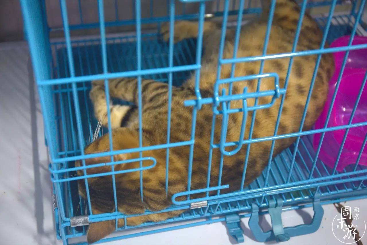 南京花鸟鱼虫市场,逛遍市场