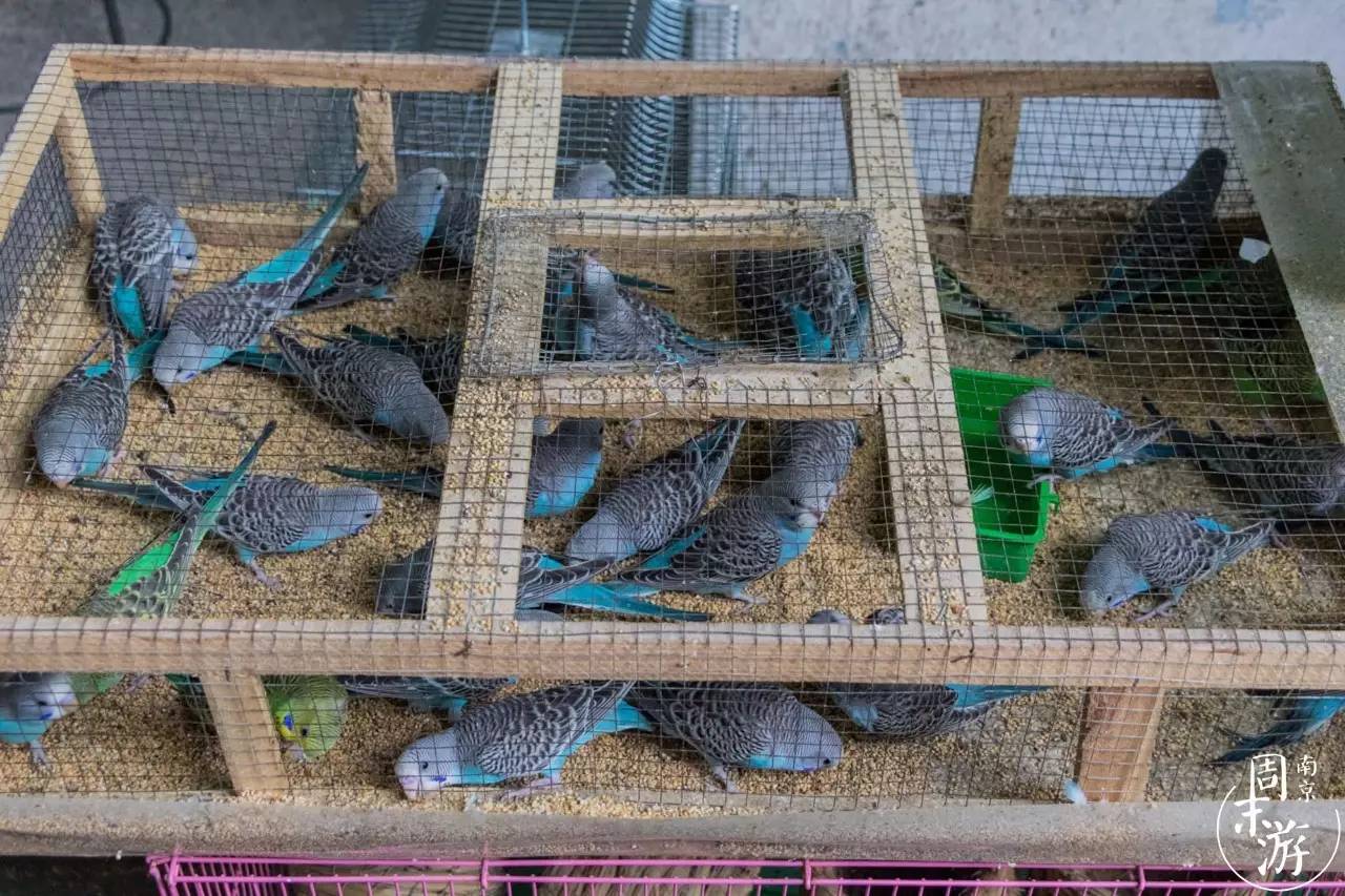 南京花鸟鱼虫市场,逛遍市场