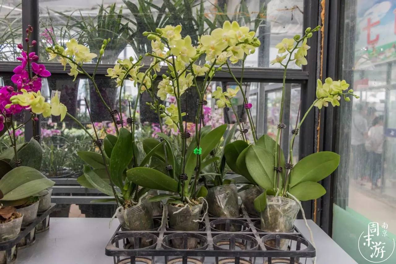 南京花鸟鱼虫市场,逛遍市场