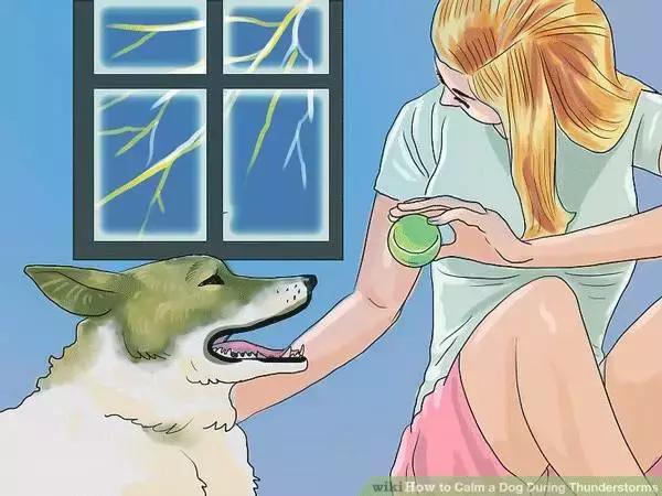 狗狗怕打雷怎么处理,怎样能克服狗狗怕打雷呢