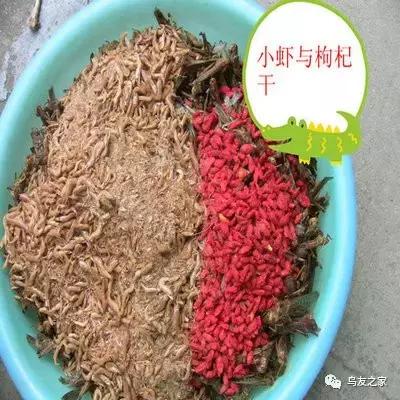 画眉饲料配方制作比例,土画眉饲料配方营养含量