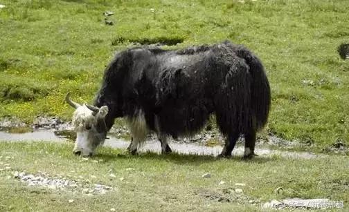 最好吃的石板烤肉,来自大山的烤肉