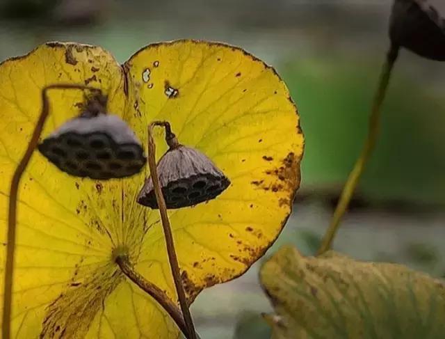 蒹葭苍苍白露为霜天冷莫忘添衣,蒹葭苍苍白露为霜何日归故乡