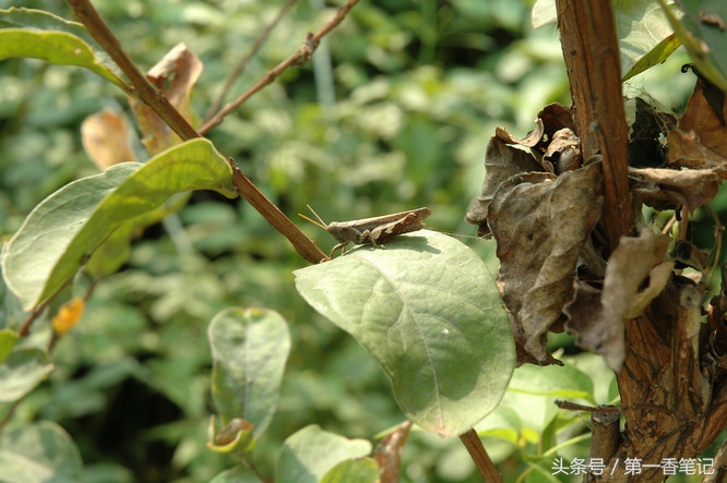 兰叶长介壳虫怎么处理,养兰宜忌