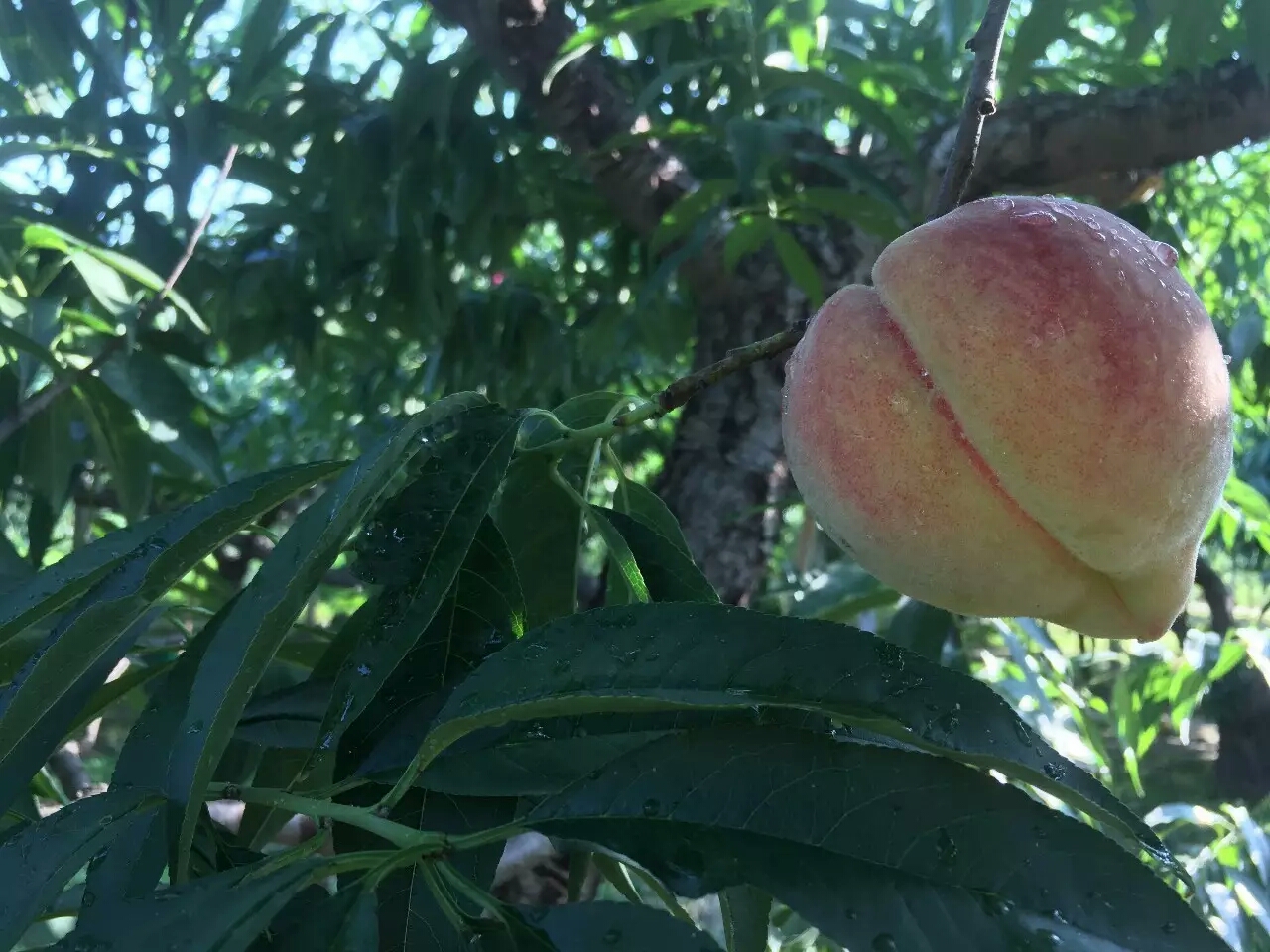 吃桃子怎么避免有虫子,吃桃子的正确剥法