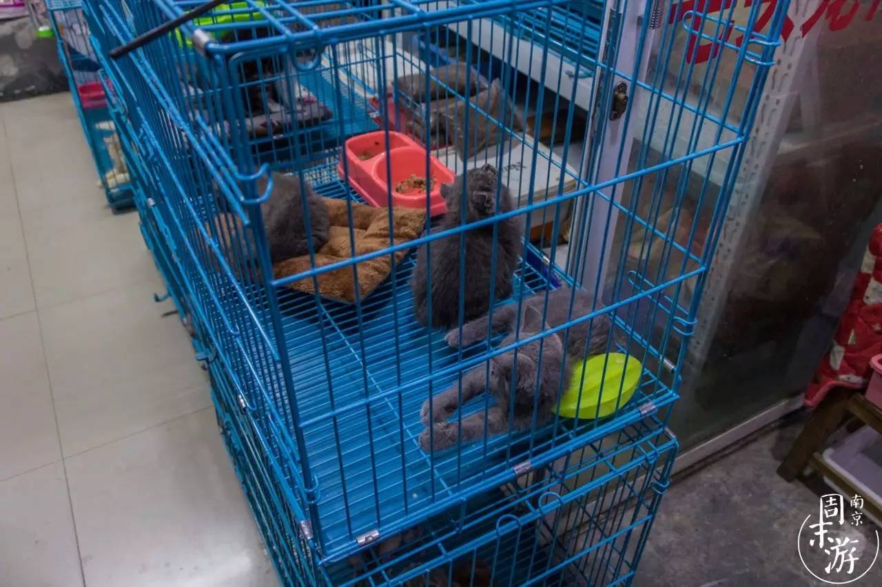 南京花鸟鱼虫市场,逛遍市场