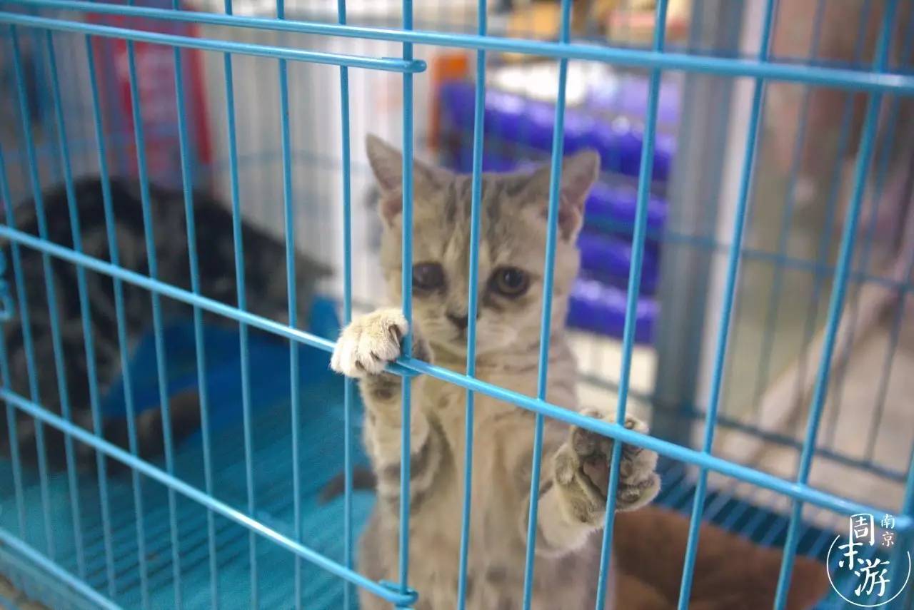 南京花鸟鱼虫市场,逛遍市场