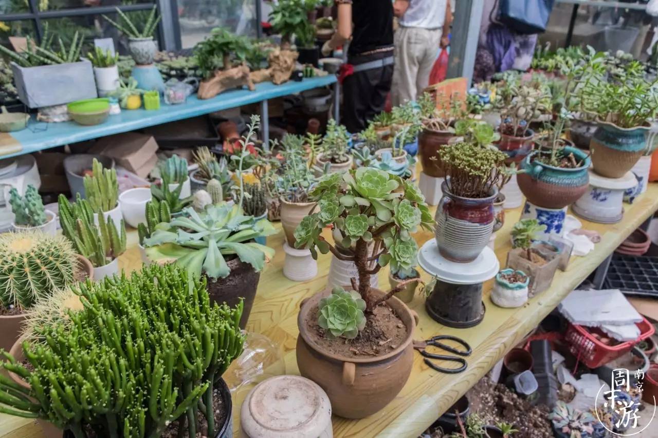 南京花鸟鱼虫市场,逛遍市场