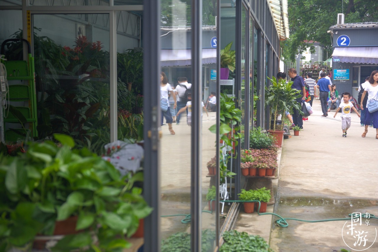 南京花鸟鱼虫市场,逛遍市场
