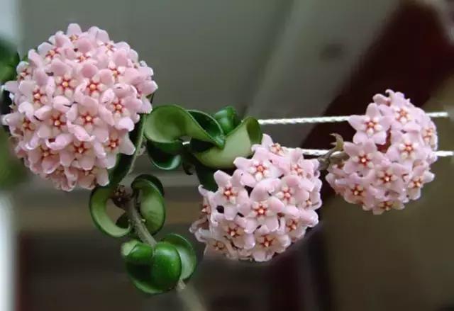 秋天花卉浇水的方法,秋天兰花养护技巧