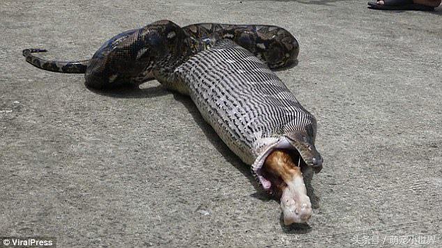 蟒蛇吃猫咪的腿,巨大蟒蛇和猫