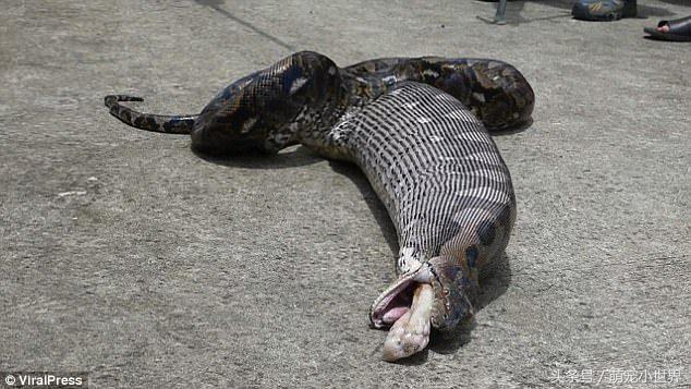 蟒蛇吃猫咪的腿,巨大蟒蛇和猫