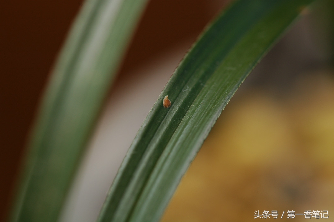 兰叶长介壳虫怎么处理,养兰宜忌