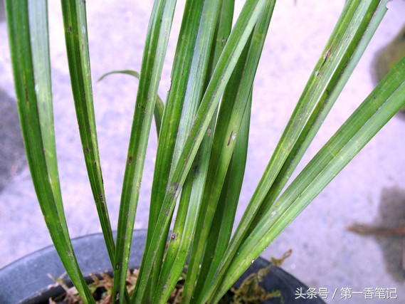 兰叶长介壳虫怎么处理,养兰宜忌