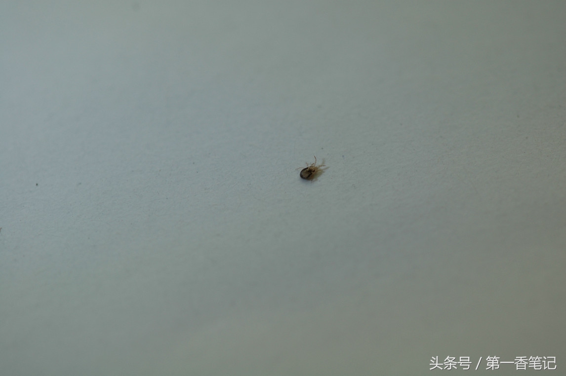 兰叶长介壳虫怎么处理,养兰宜忌