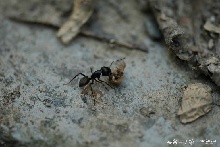 兰叶长介壳虫怎么处理,养兰宜忌
