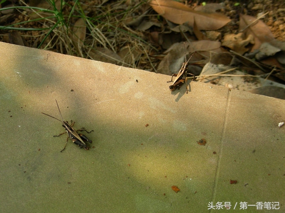 兰叶长介壳虫怎么处理,养兰宜忌