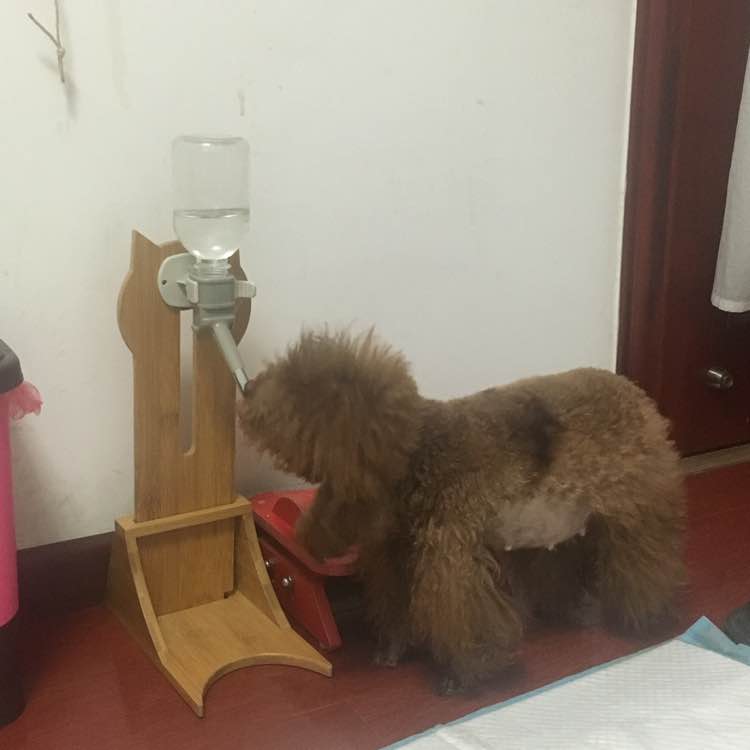 怀孕的泰迪拉软便,怀孕的泰迪又拉又吐