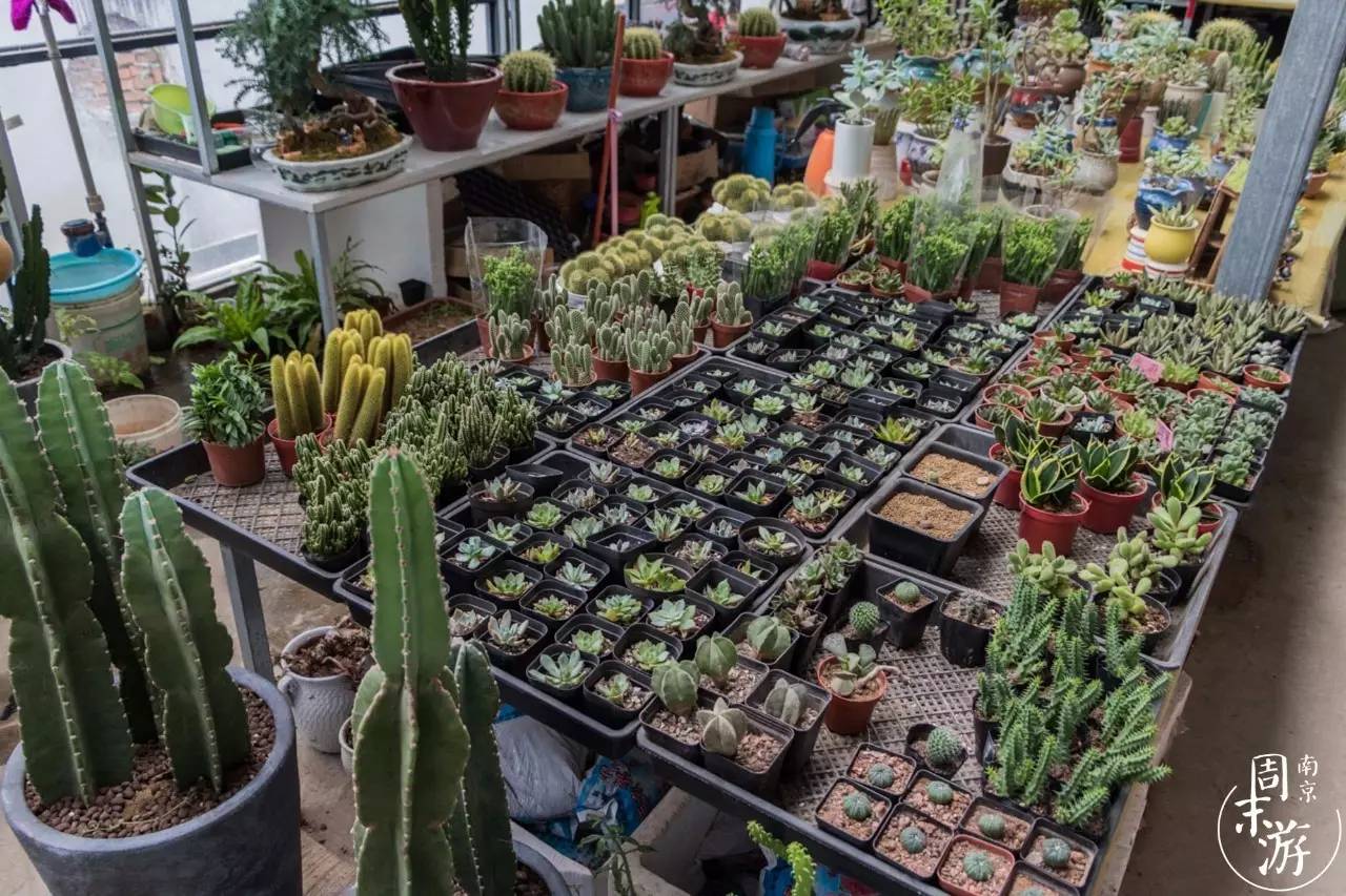 南京花鸟鱼虫市场,逛遍市场