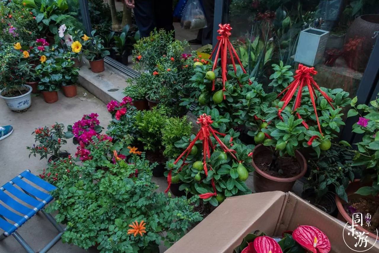 南京花鸟鱼虫市场,逛遍市场