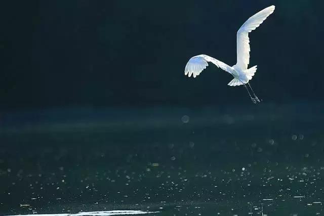 蒹葭苍苍白露为霜天冷莫忘添衣,蒹葭苍苍白露为霜何日归故乡