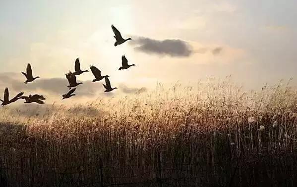 蒹葭苍苍白露为霜天冷莫忘添衣,蒹葭苍苍白露为霜何日归故乡