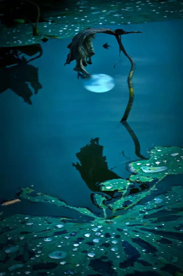 蒹葭苍苍白露为霜天冷莫忘添衣,蒹葭苍苍白露为霜何日归故乡