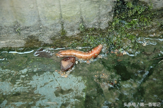 兰叶长介壳虫怎么处理,养兰宜忌