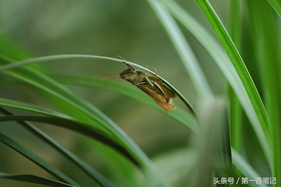 兰叶长介壳虫怎么处理,养兰宜忌