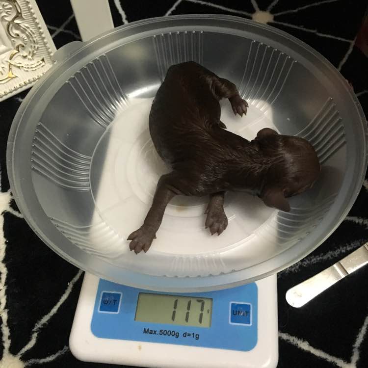 怀孕的泰迪拉软便,怀孕的泰迪又拉又吐