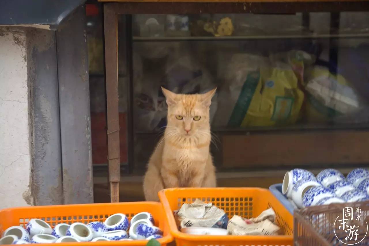 南京花鸟鱼虫市场,逛遍市场
