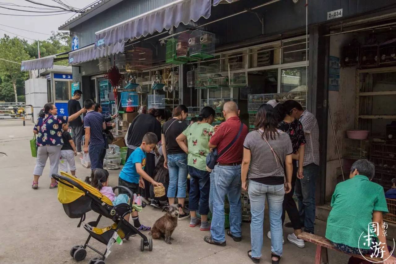 南京花鸟鱼虫市场,逛遍市场