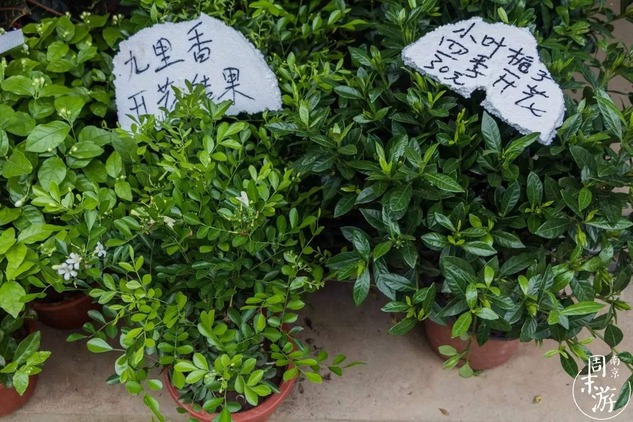 南京花鸟鱼虫市场,逛遍市场