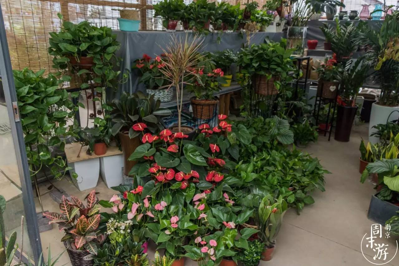 南京花鸟鱼虫市场,逛遍市场