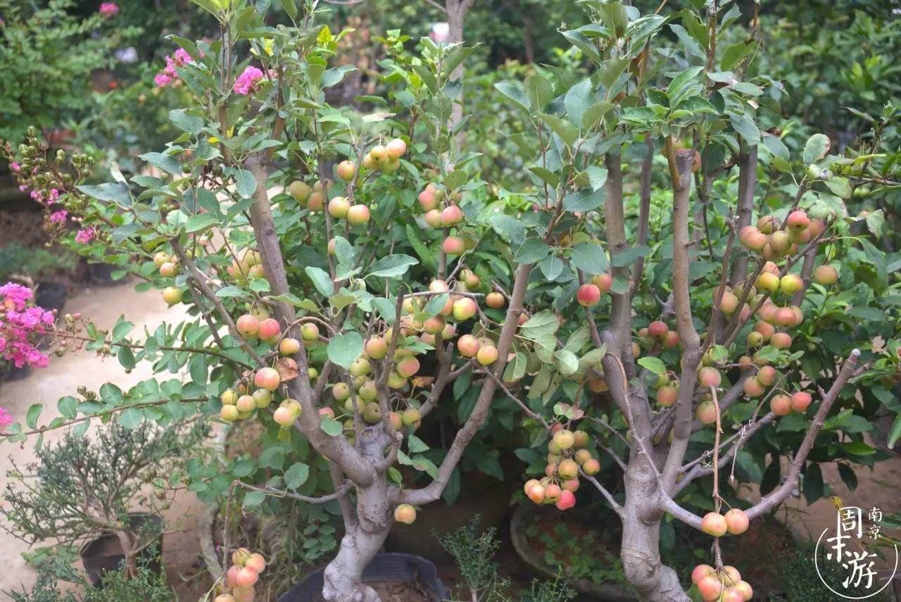 南京花鸟鱼虫市场,逛遍市场