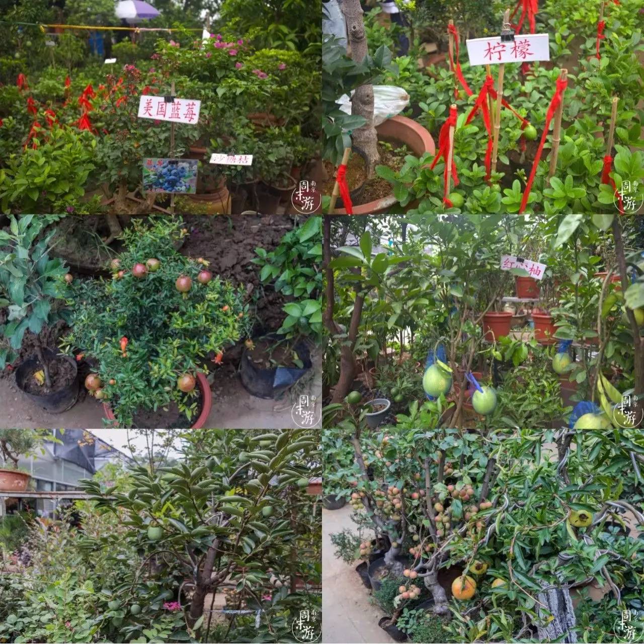 南京花鸟鱼虫市场,逛遍市场