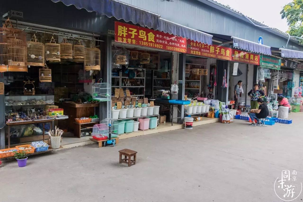 南京花鸟鱼虫市场,逛遍市场