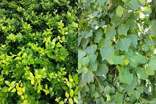 小米5X双摄究竟如何,小米5x摄影有多惊艳