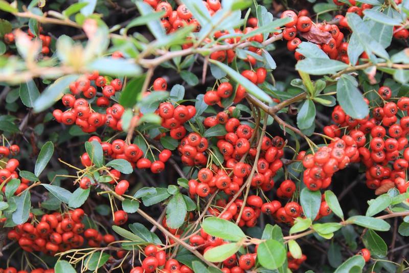 心脏虚弱的10个表现,心脏神经官能症身体虚弱怎么办